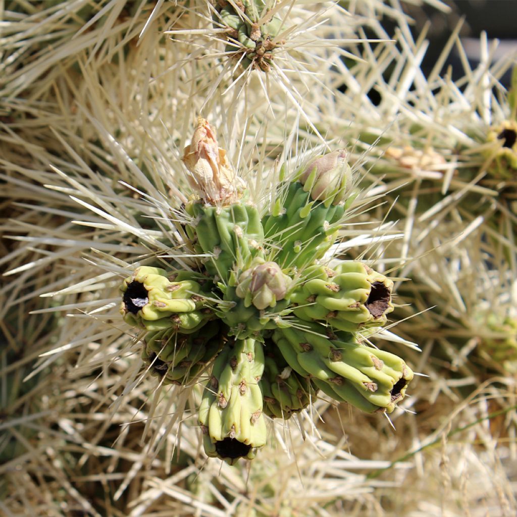 Cylindropuntia ou Opuntia tunicata