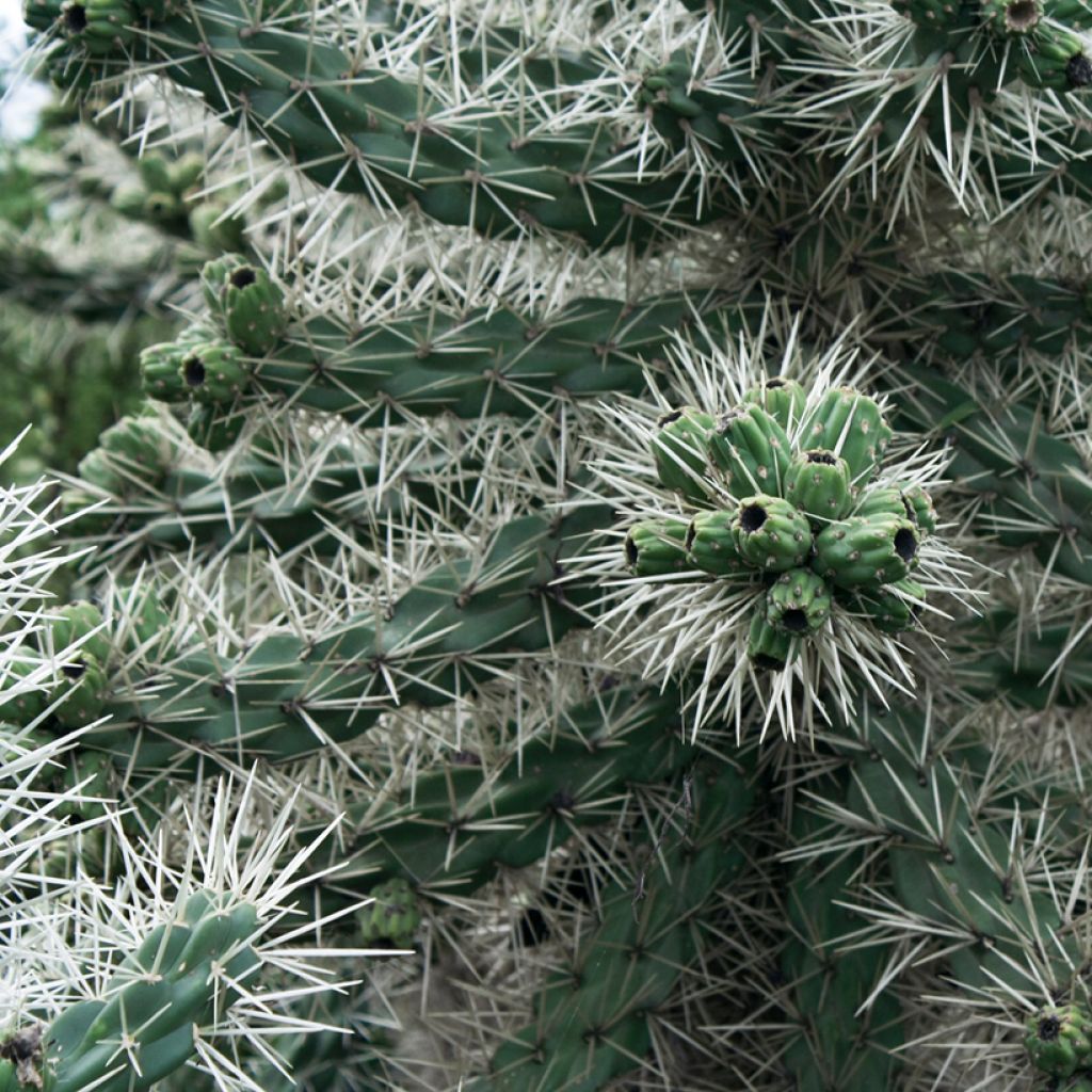Cylindropuntia ou Opuntia tunicata