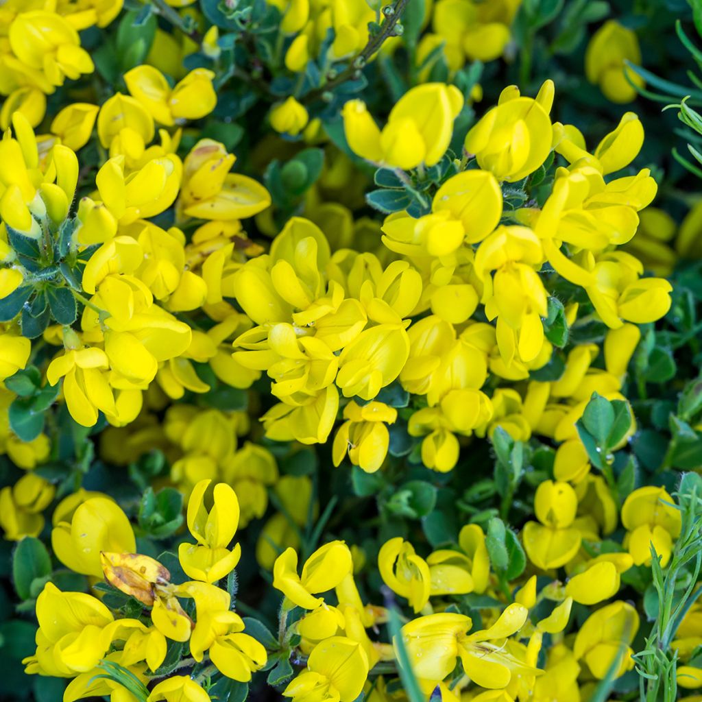 Cytisus decumbens - Genêt rampant
