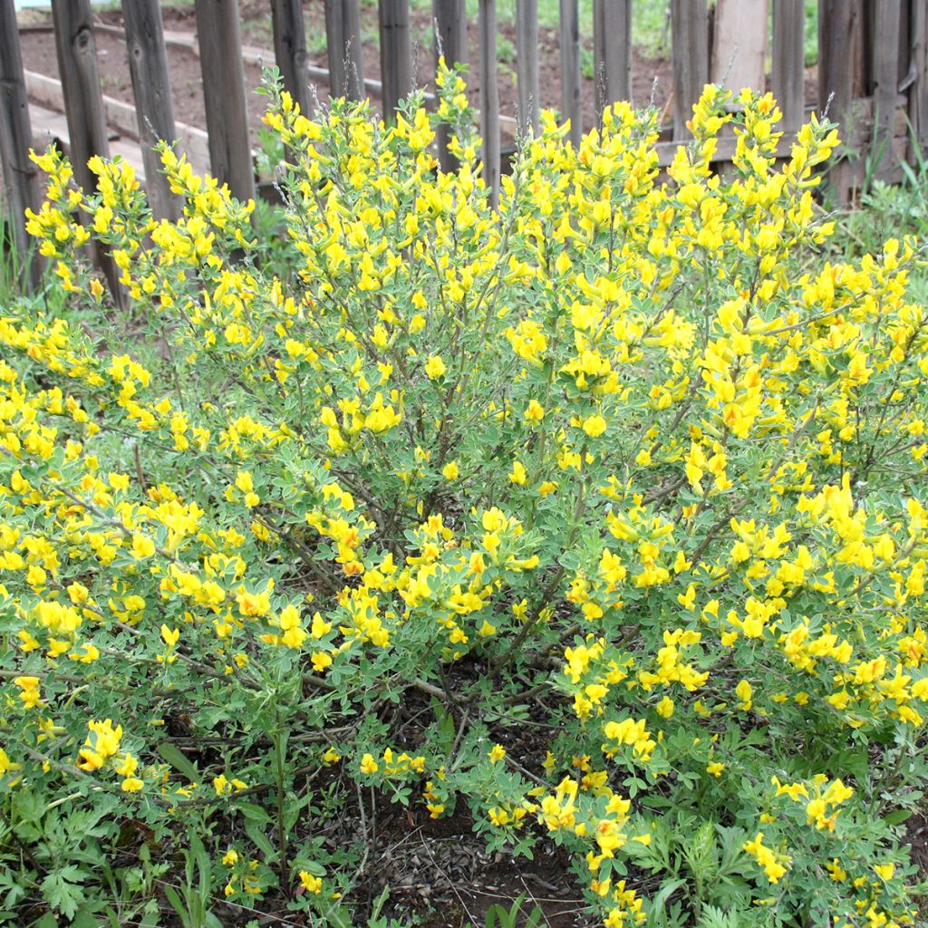 Cytisus decumbens - Genêt rampant