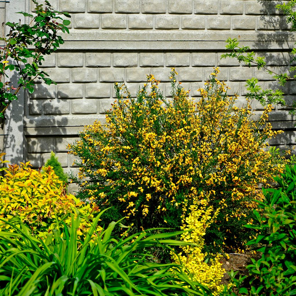 Cytisus scoparius Apricot Gem - Genêt à balais