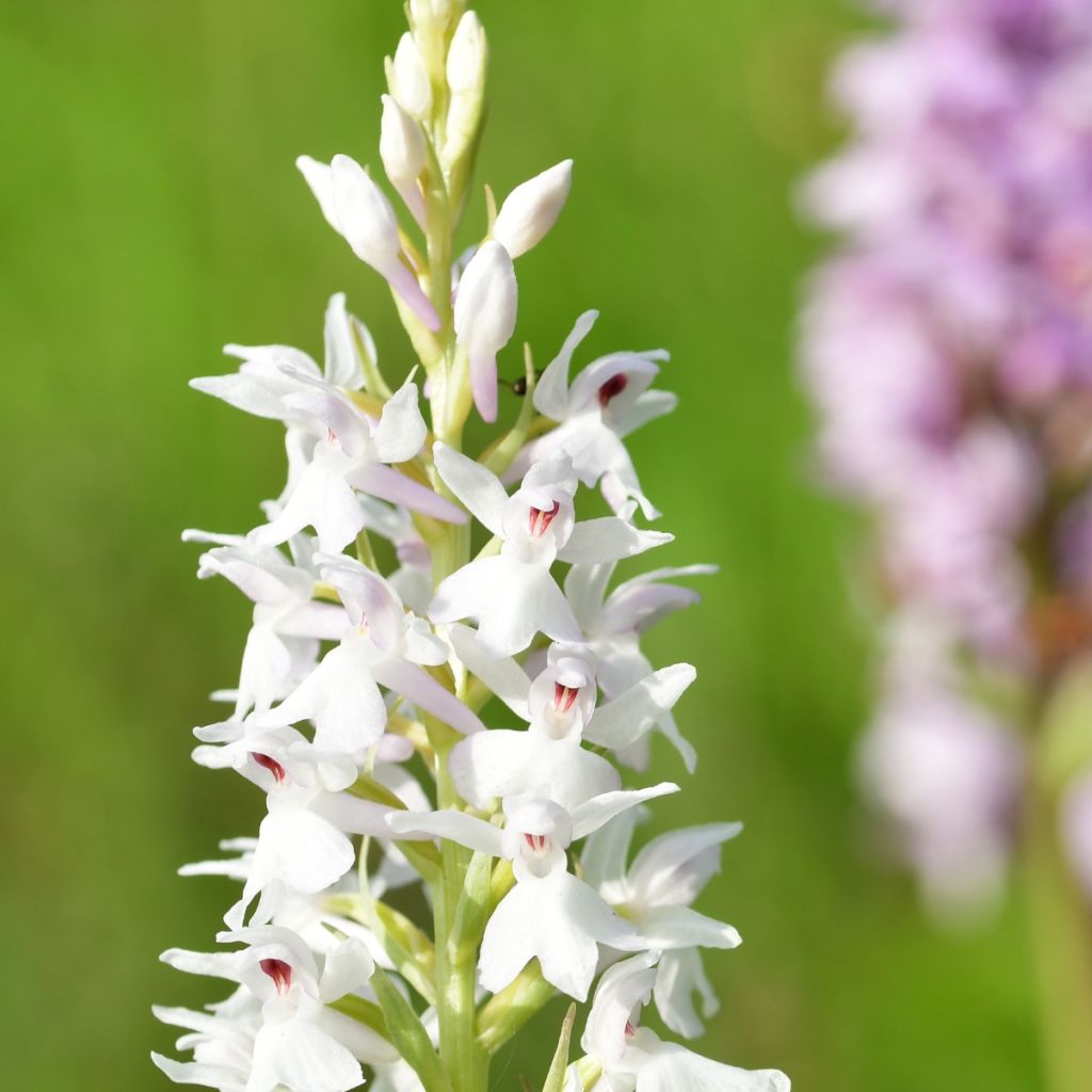 Dactylorhiza fuchsii Alba – Orchis de Fuchs