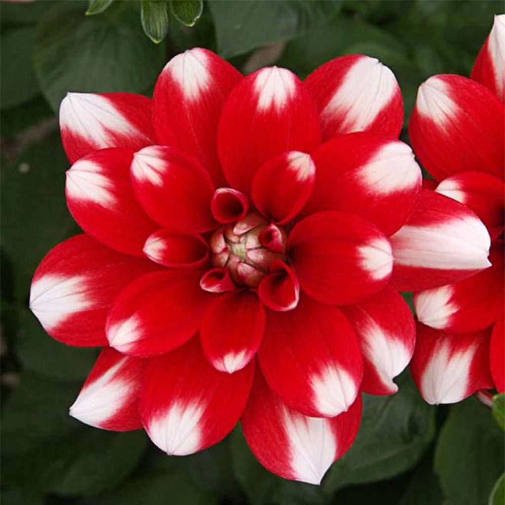 Dahlia Décoratif Nagano