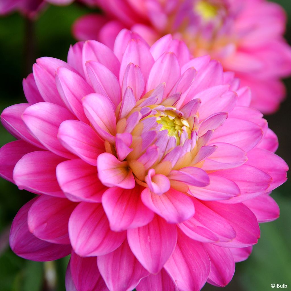 Dahlia nain Melody Allegro