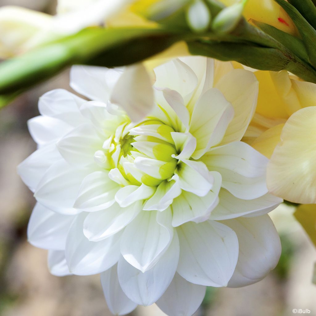 Dahlia décoratif Karma Serena