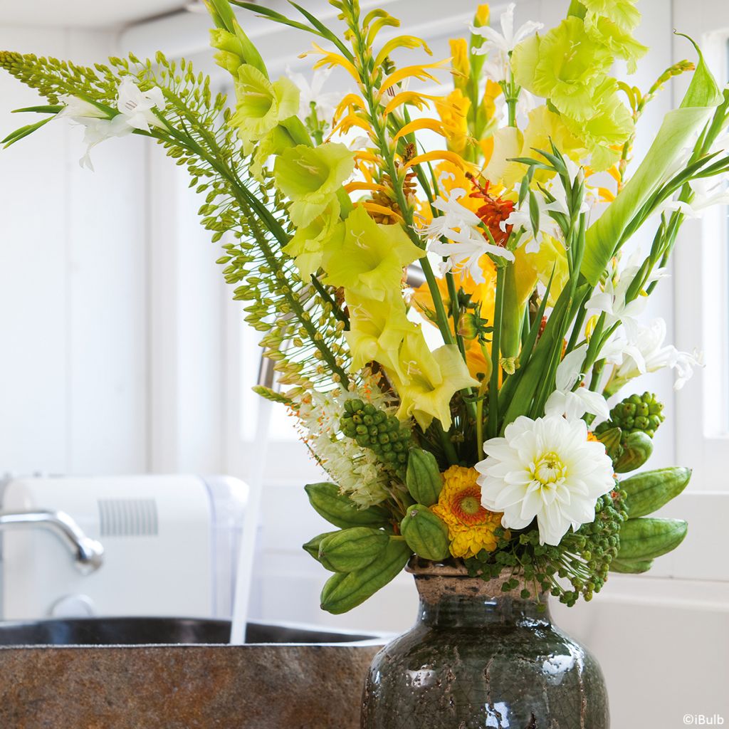 Dahlia camélia White Onesta