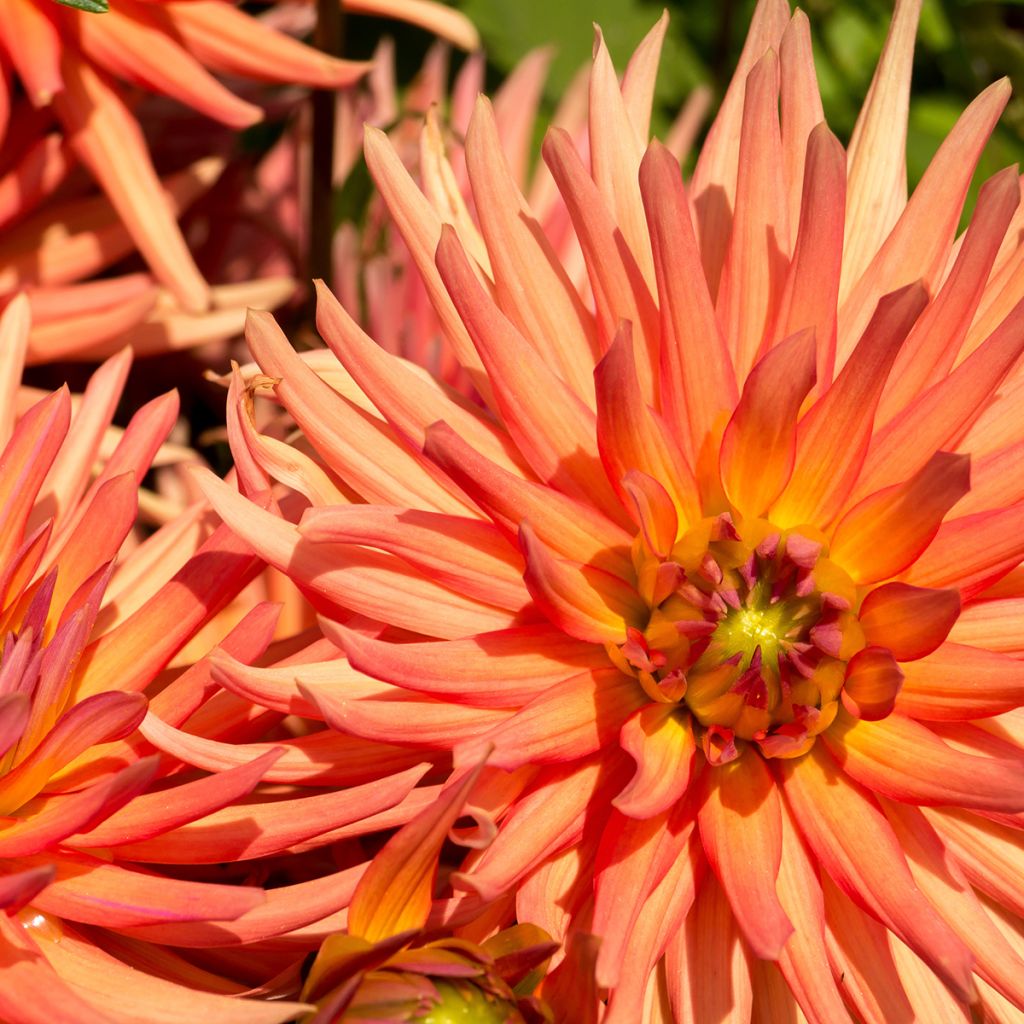Dahlia cactus nain Park Record
