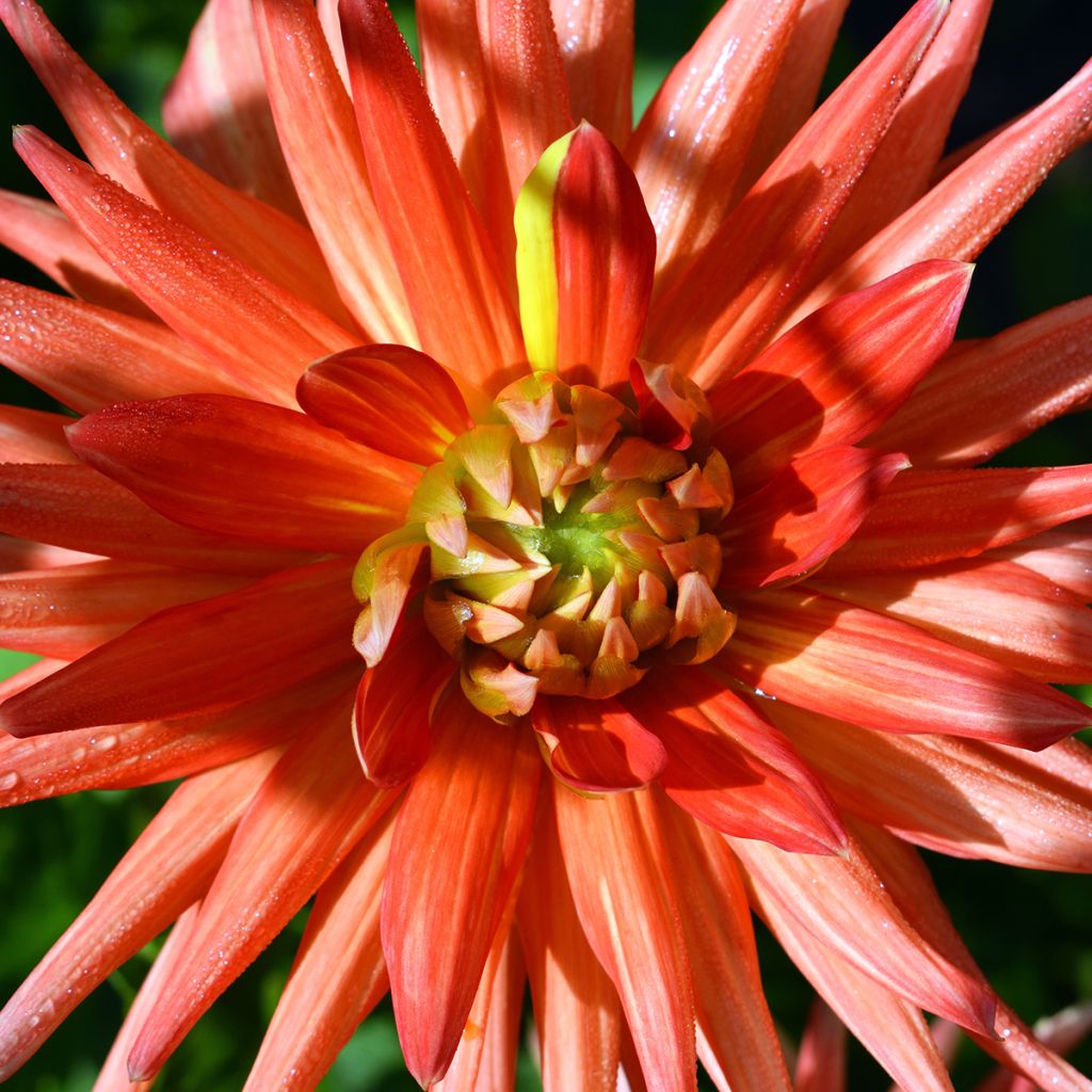 Dahlia cactus nain Park Record