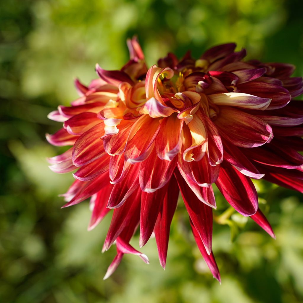 Dahlia décoratif Akita