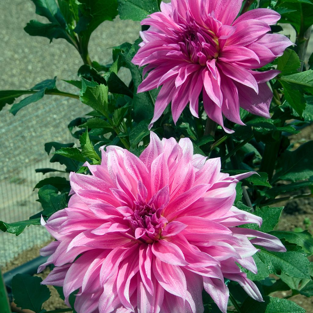 Dahlia décoratif Babylon Rose
