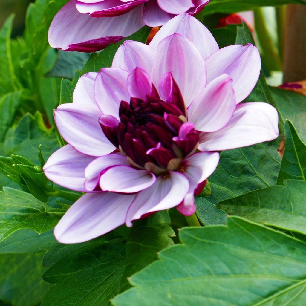 Dahlia décoratif Creme de Cassis