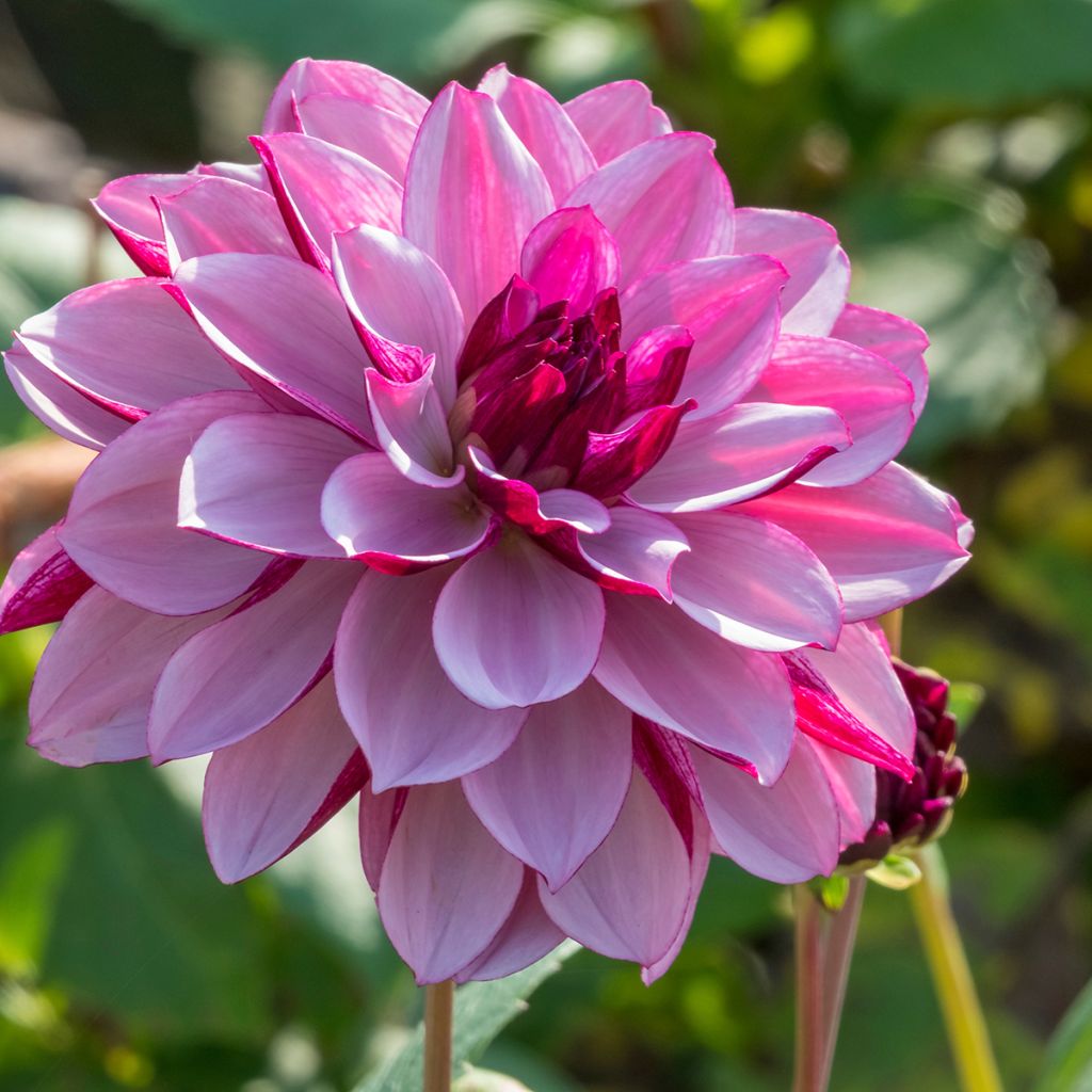 Dahlia décoratif Creme de Cassis