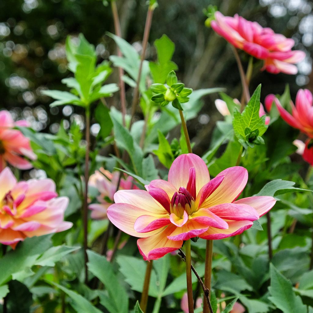 Dahlia décoratif Dark Butterfly