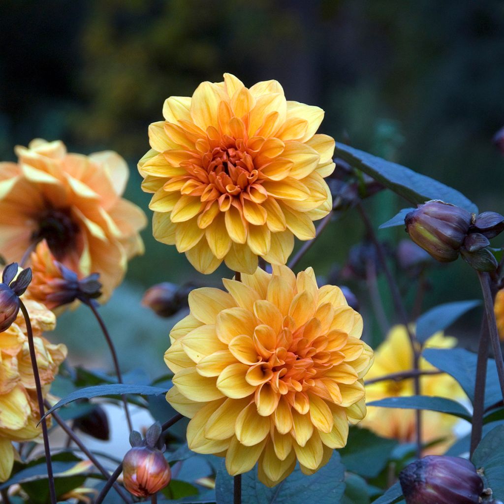 Dahlia décoratif David Howard