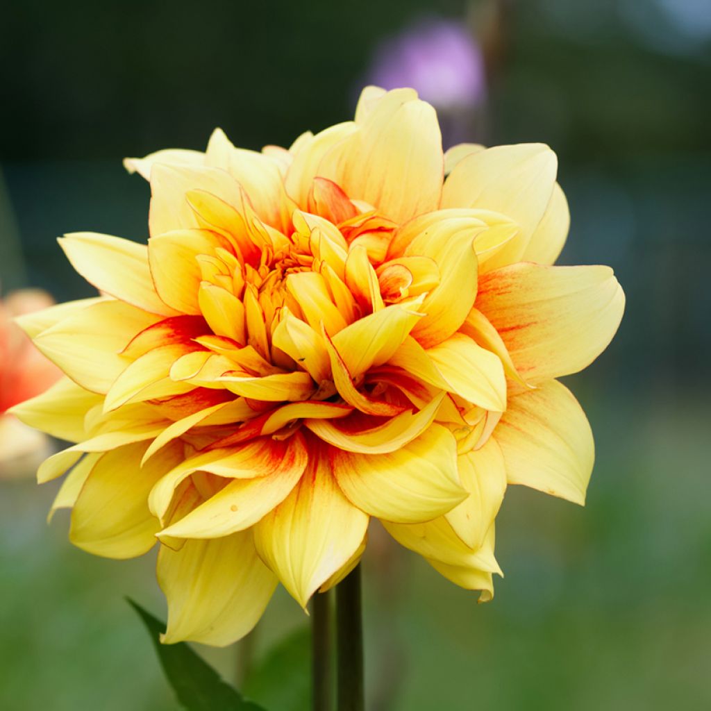 Dahlia décoratif Dazzling Sun