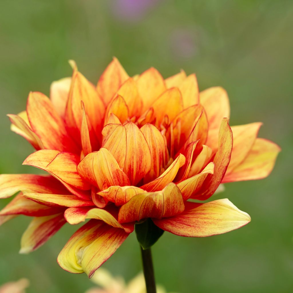 Dahlia décoratif Dazzling Sun