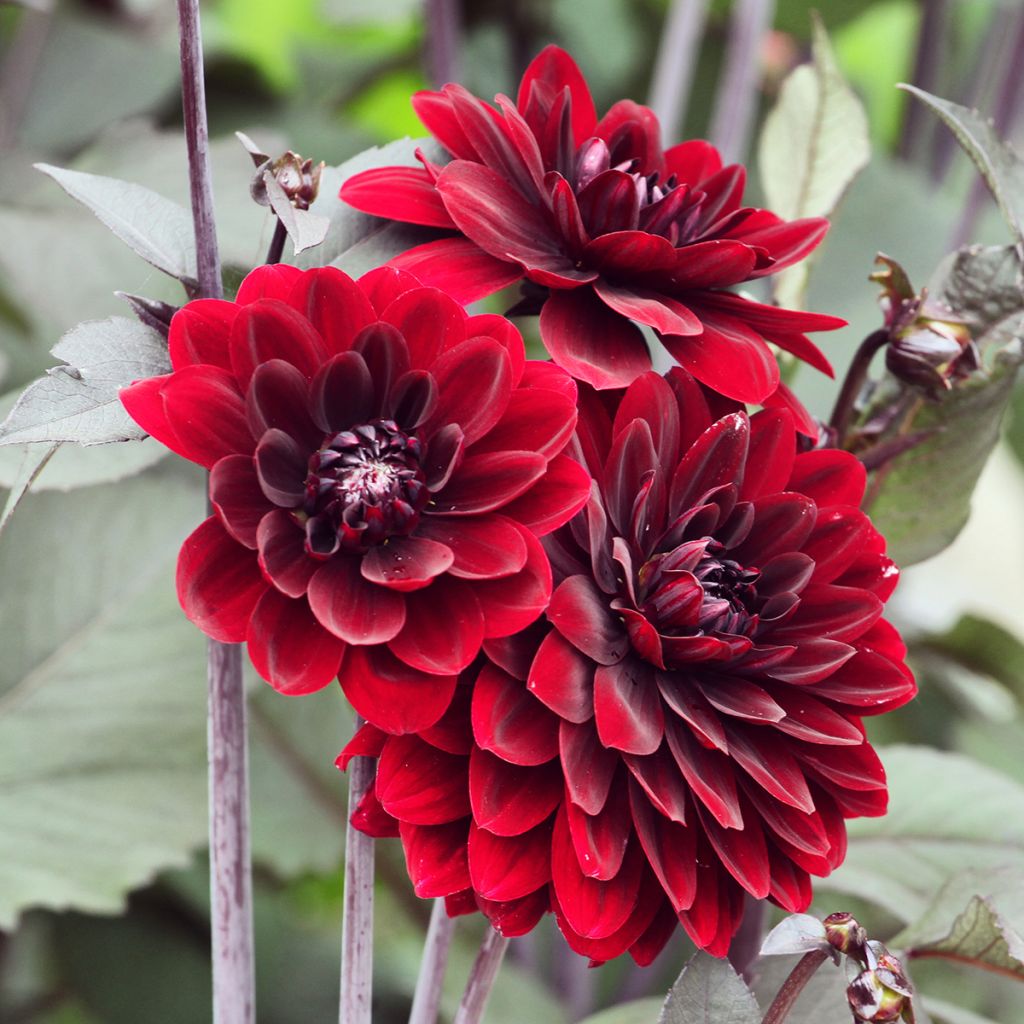 Dahlia décoratif Karma Choc