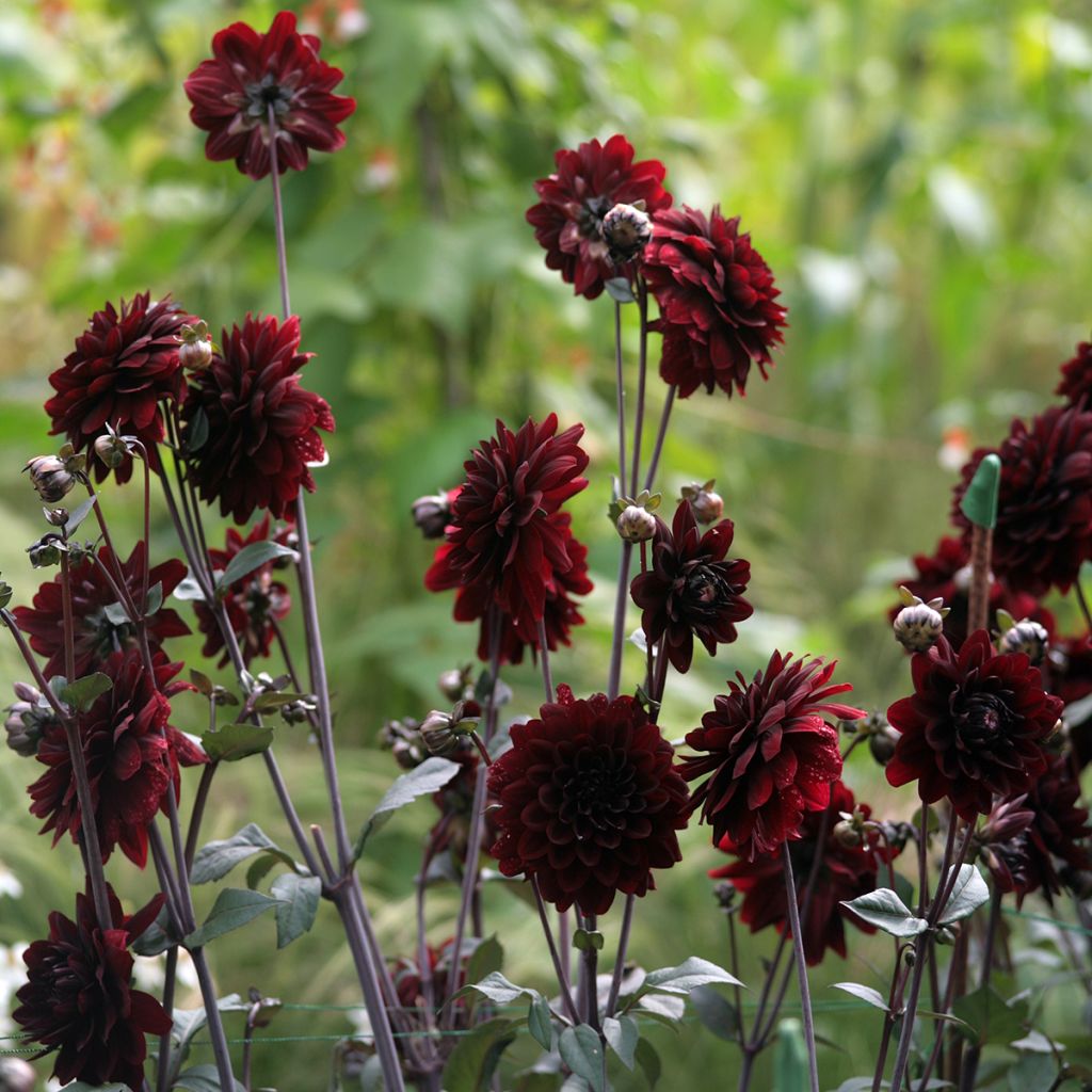 Dahlia décoratif Karma Choc
