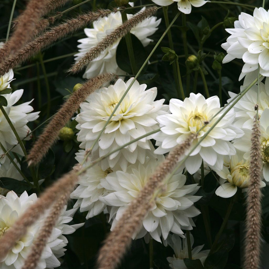 Dahlia décoratif Karma Maarten Zwaan