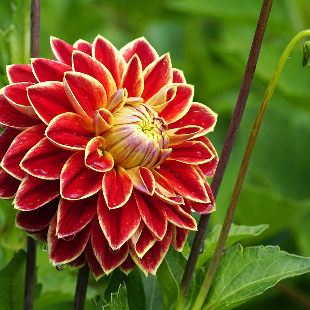 Dahlia décoratif Maxime