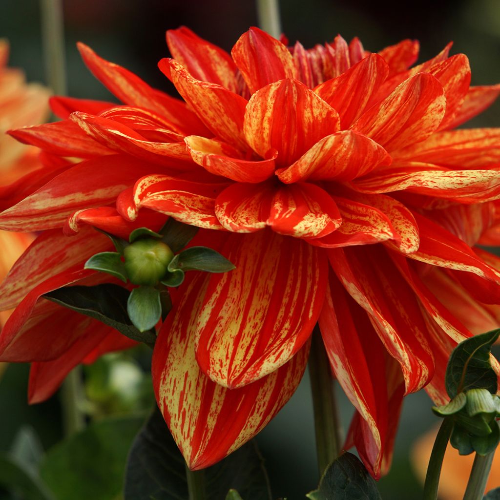 Dahlia decoratif Neo