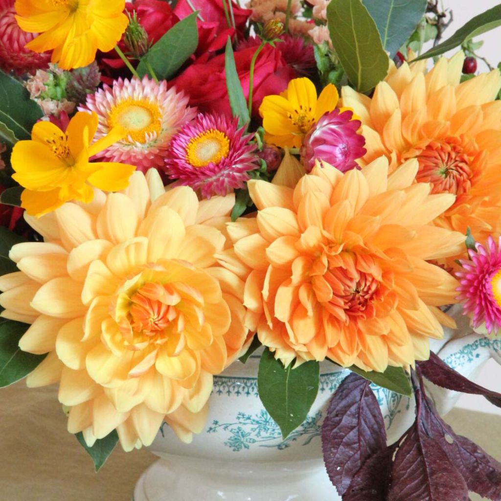 Dahlia décoratif Rancho