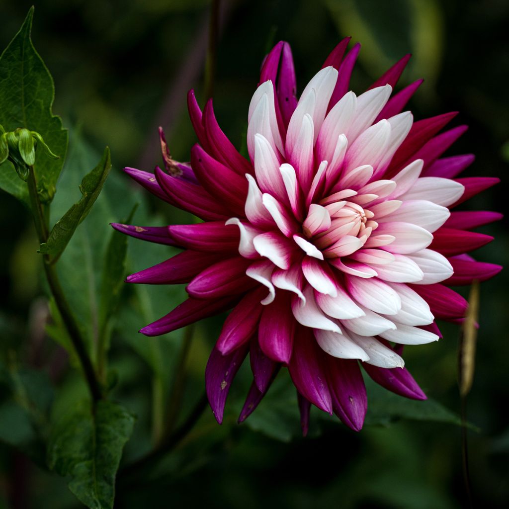 Dahlia décoratif Rebecca's World