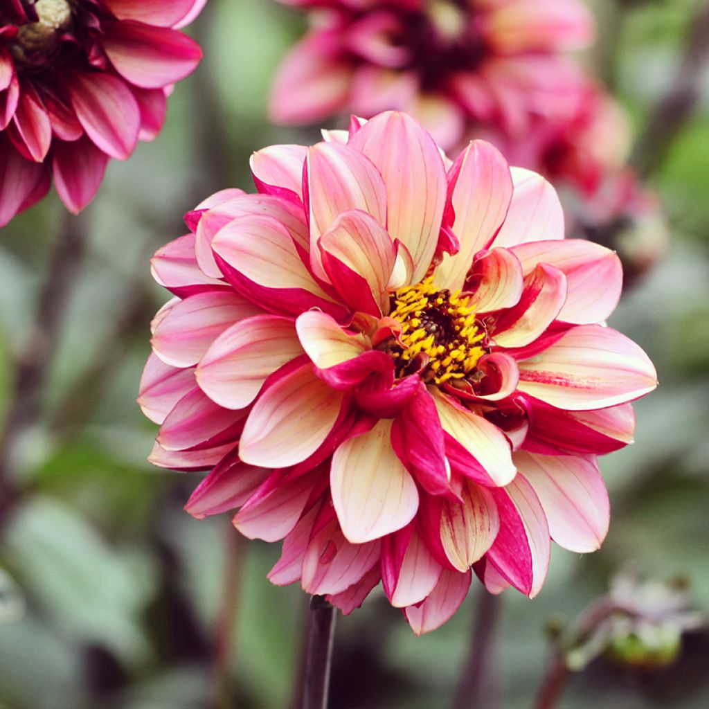 Dahlia décoratif Seniors Hope