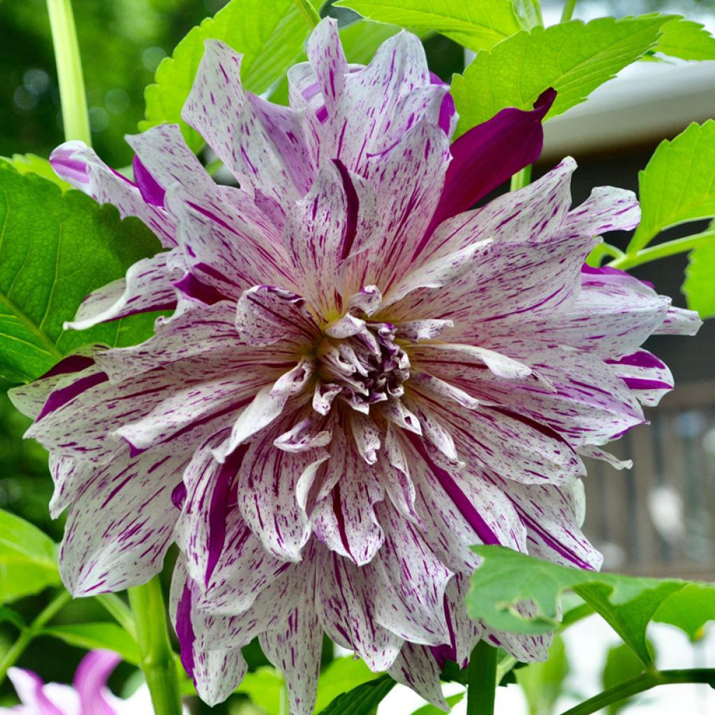 Dahlia décoratif à grandes fleurs Taiheiyo