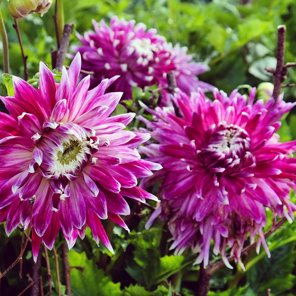 Dahlia décoratif Vancouver
