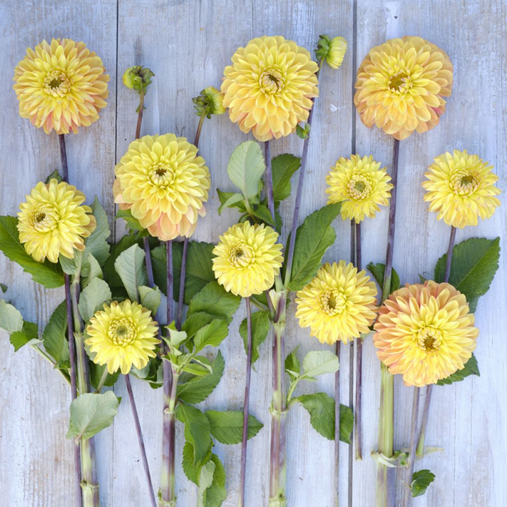 Dahlia décoratif à petites fleurs Bronze Glory