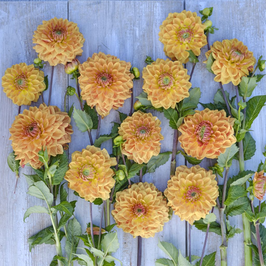 Dahlia décoratif à petites fleurs Caramel