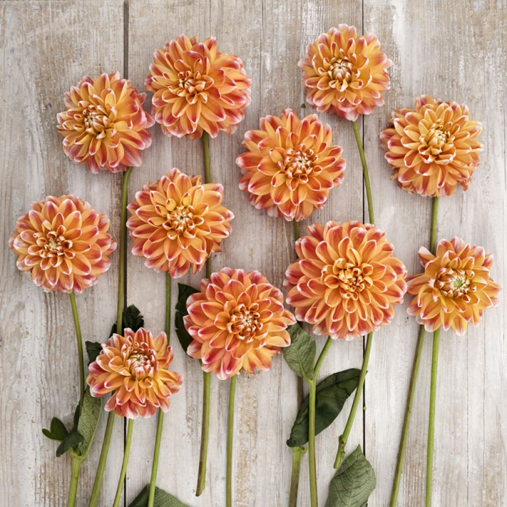 Dahlia décoratif à petites fleurs Hapet Harmony
