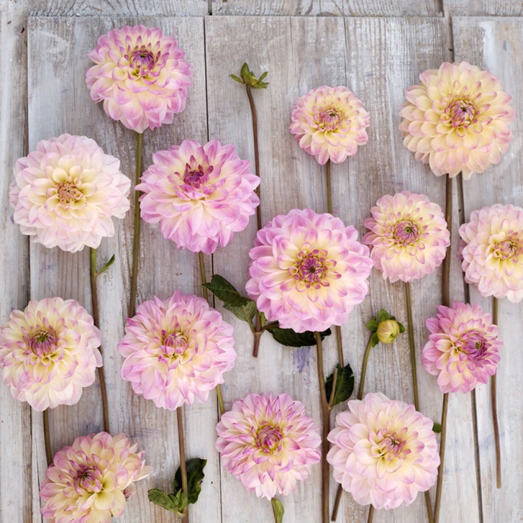 Dahlia décoratif à petites fleurs Sturm Kika