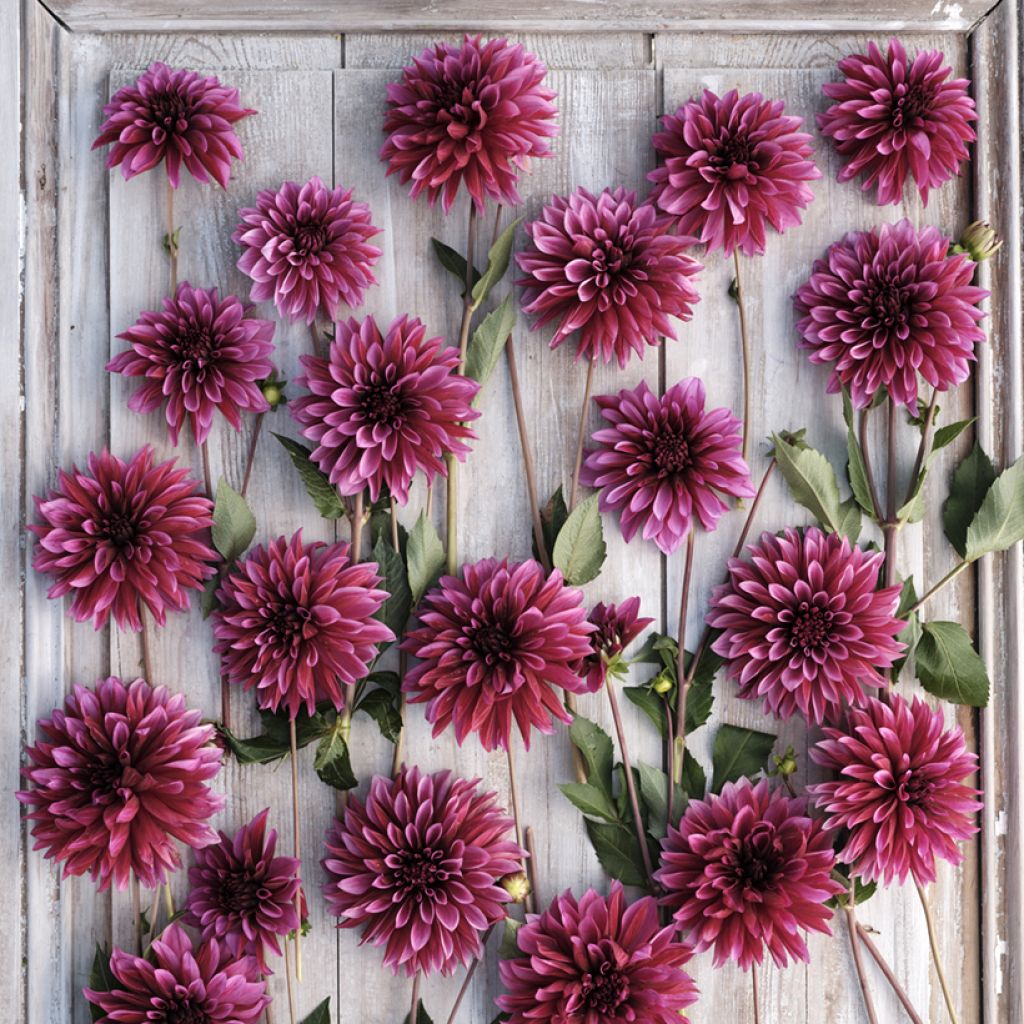 Dahlia décoratif à petites fleurs Tanita