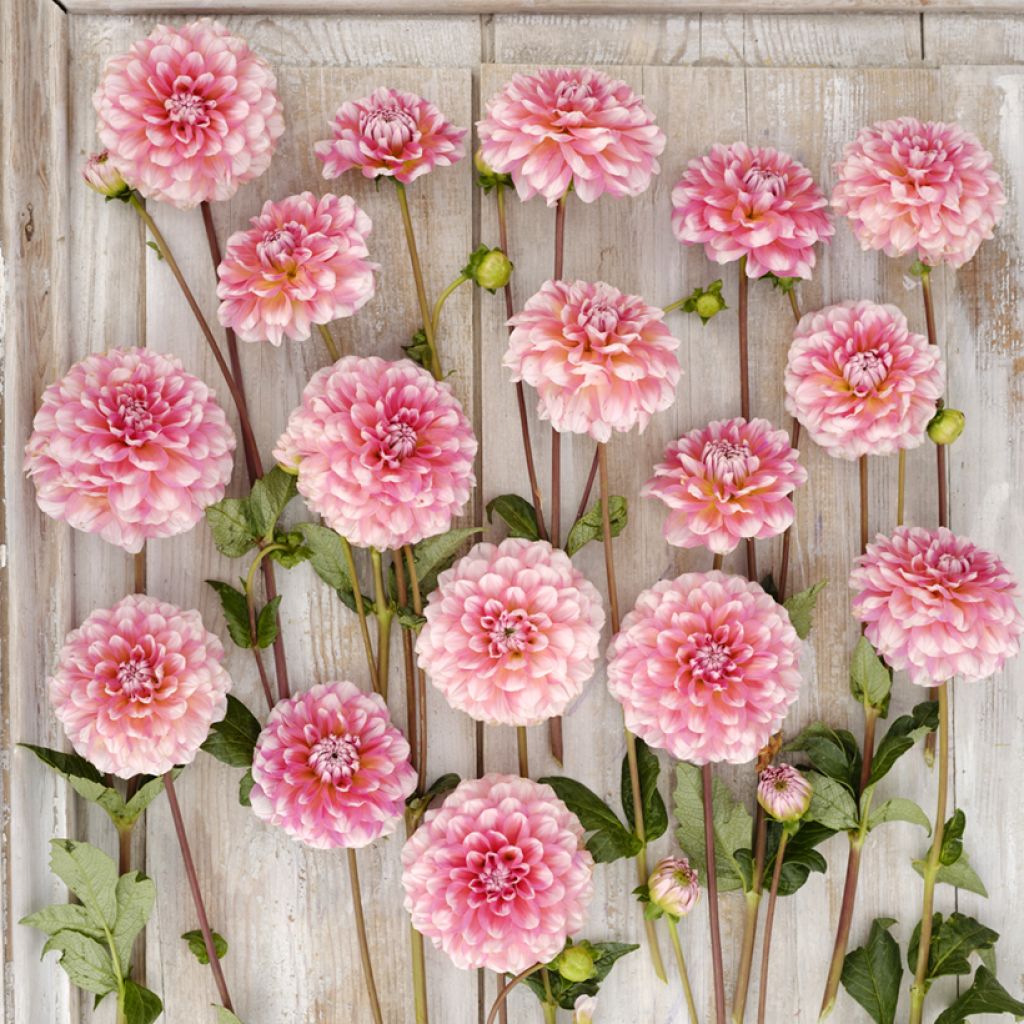 Dahlia décoratif à petites fleurs Trustfull
