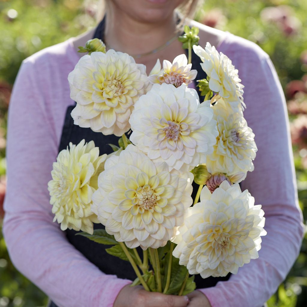 Dahlia Alloway Cottage