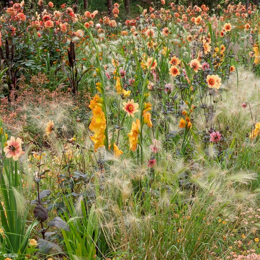 Glaïeul à grandes fleurs Sunglow