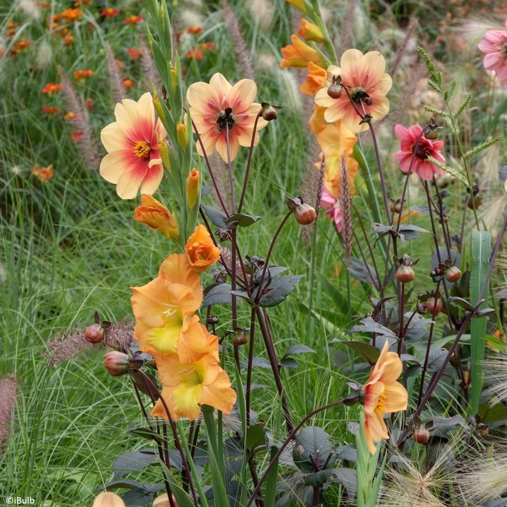 Glaïeul à grandes fleurs Sunglow
