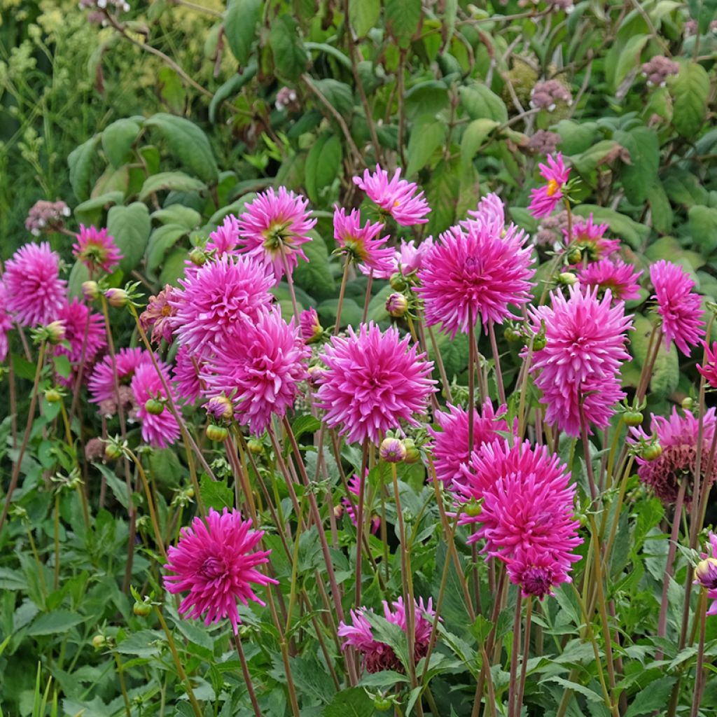 Dália semi-cactus Purple Gem