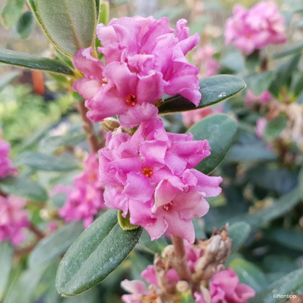 Daphné hybride Sweetheart