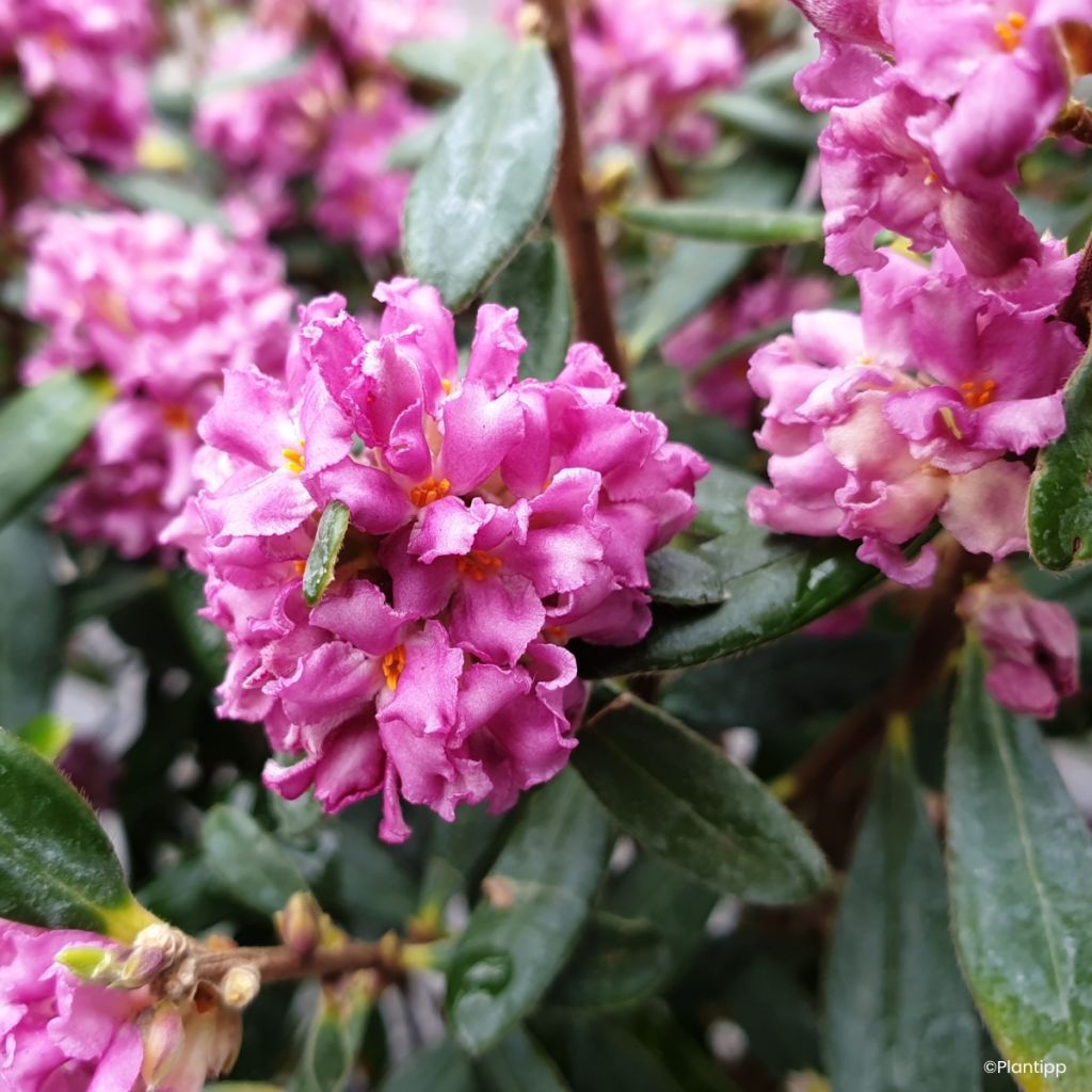 Daphné hybride Sweetheart