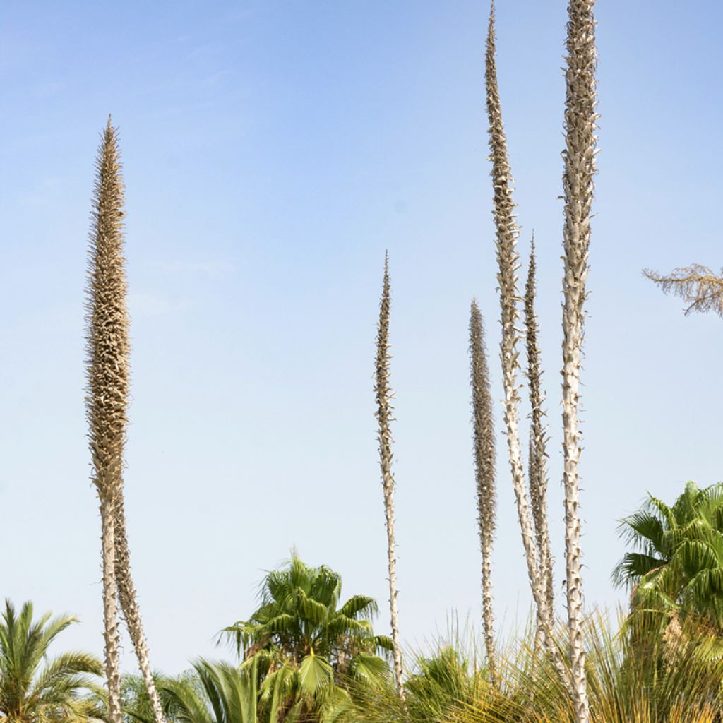 Dasylirion longissimum