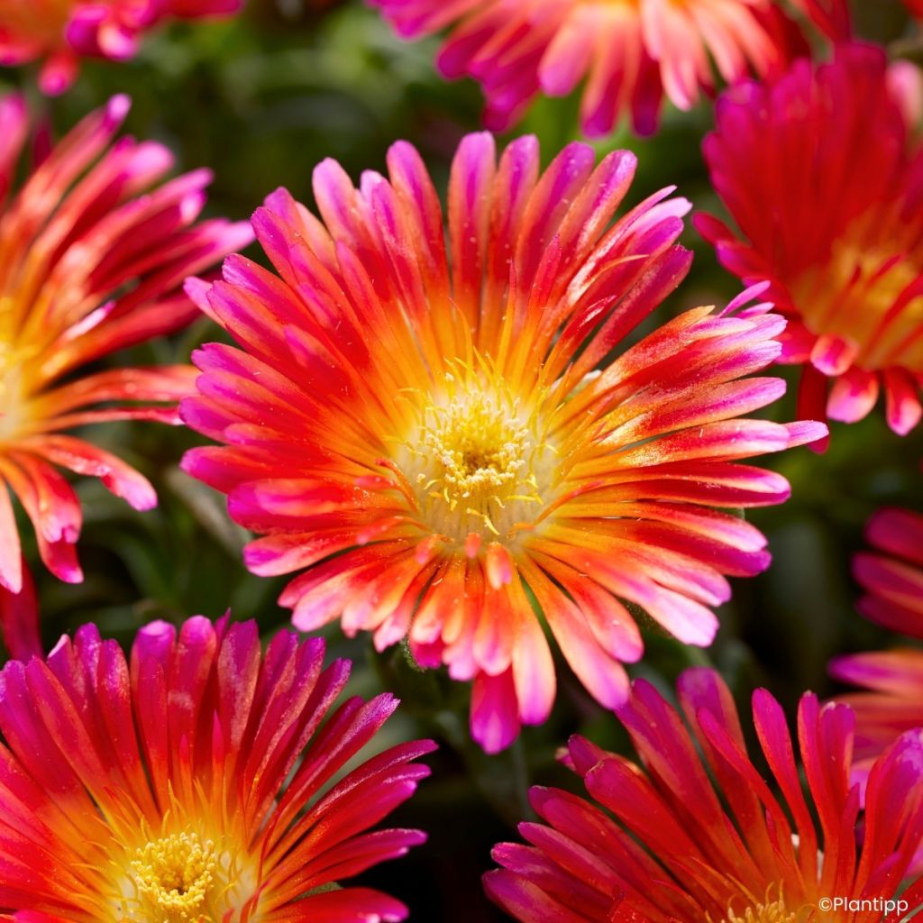 Delosperma Ocean Sunset Orange Glow