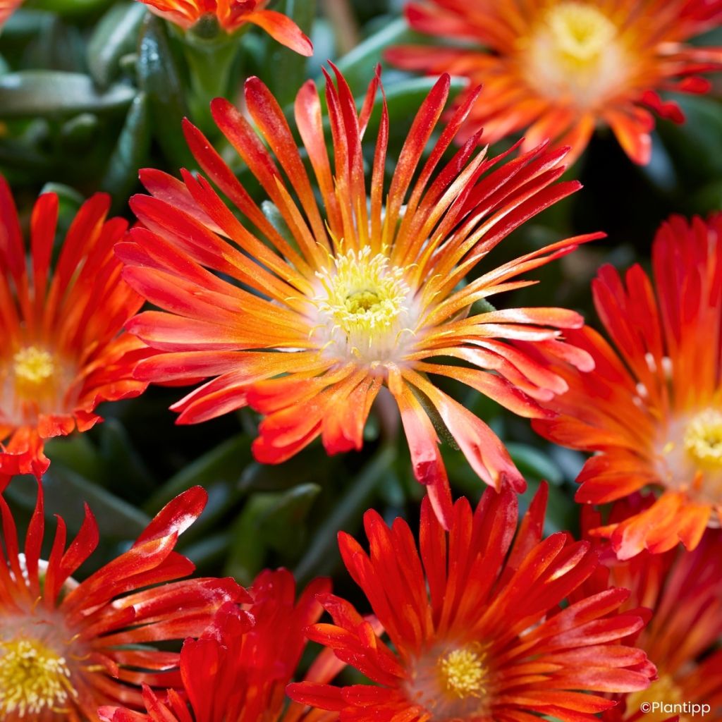 Delosperma Ocean Sunset Orange Vibe