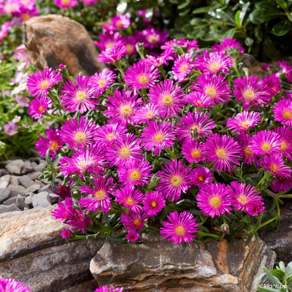 Delosperma Ocean Sunset Violet