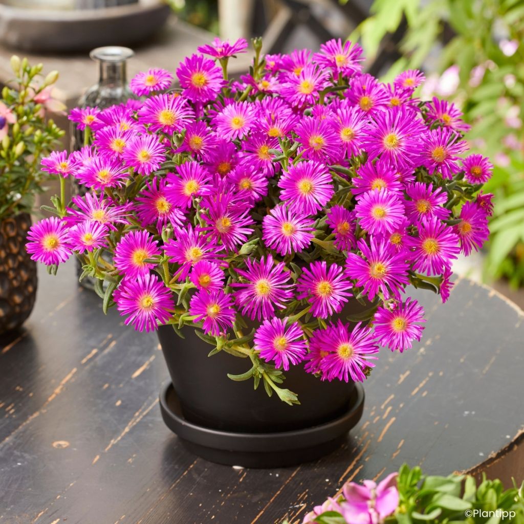 Delosperma Ocean Sunset Violet