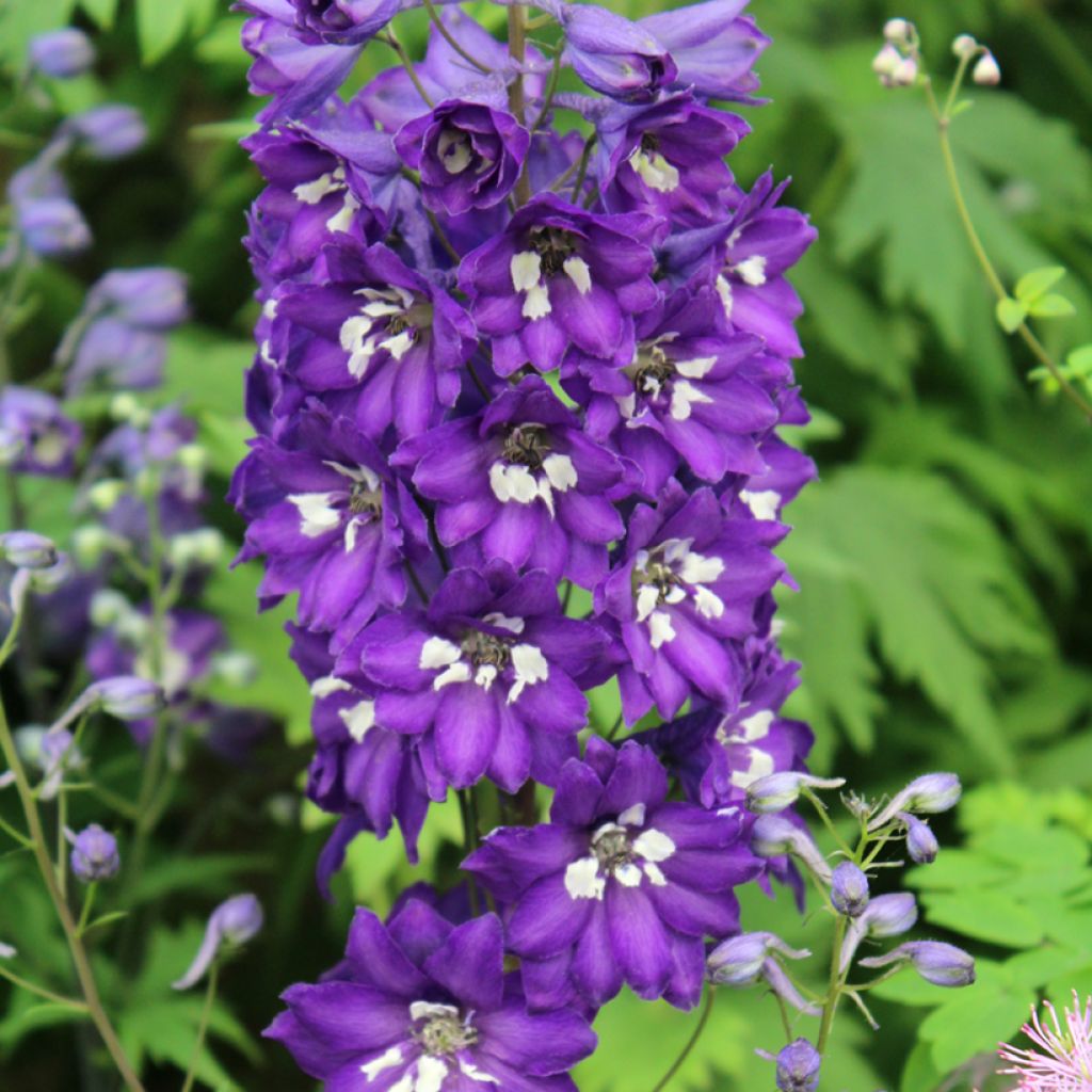 Delphinium Magic Fountain Dark Blue
