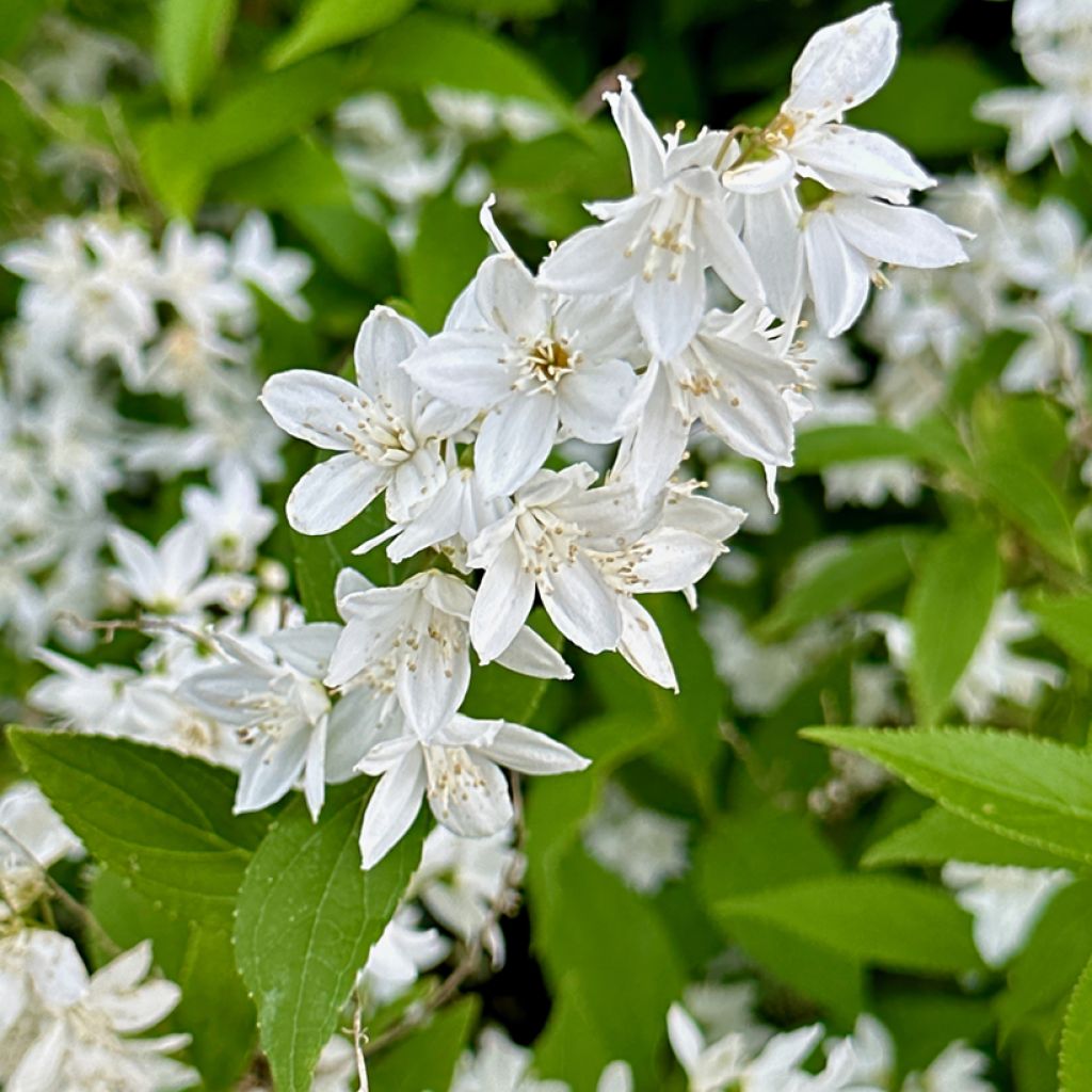 Deutzia gracilis - Bruidsbloem