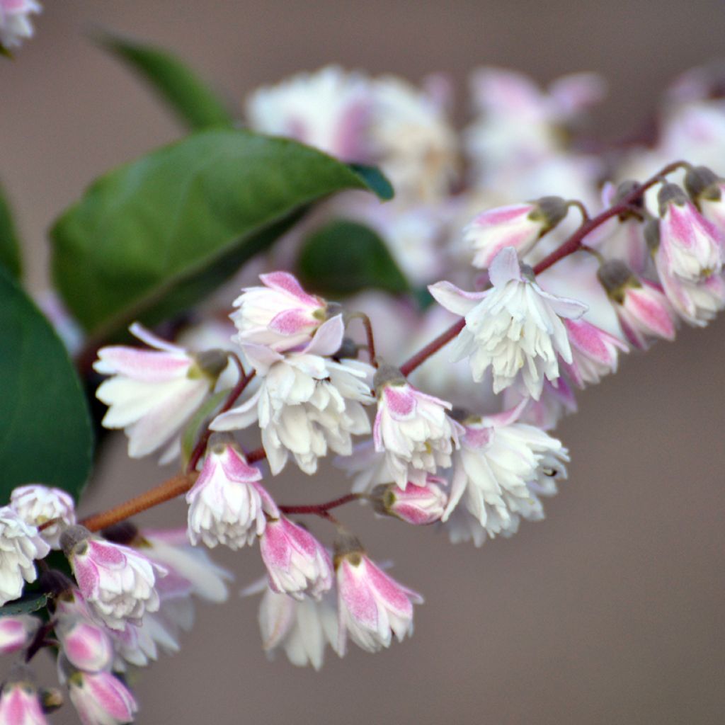 Deutzia scabra Plena - Bruidsbloem